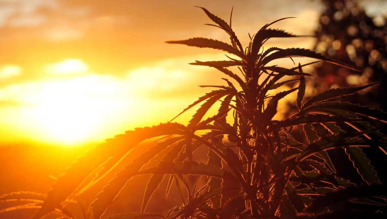 cannabis plant at sunrise