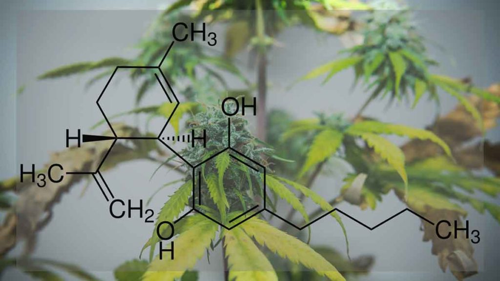 cbd formula over cannabis hemp plant