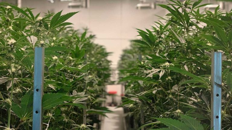 industrial cannabis grow house