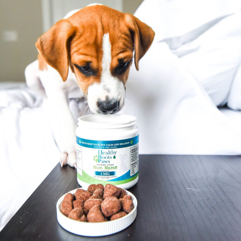 CBD Pet Calming Chews Num Nums | Healthy Roots Hemp