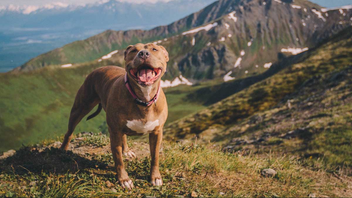 CBD for Pitbulls cbd oil for pets