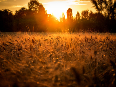 Healthy Roots Hemp Non GMO Farming