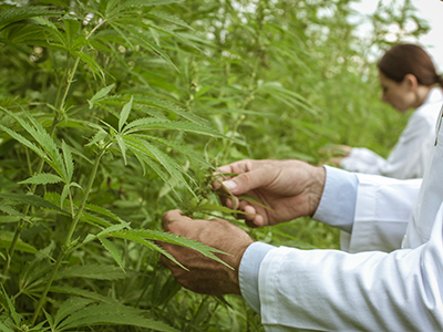 Healthy Roots Hemp Cannabis Hemp Inspection