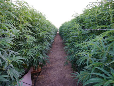 Healthy Roots Hemp Farming Operation