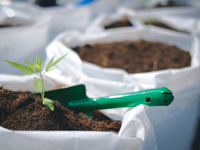 Healthy Roots Hemp Growing Hemp Clone in Dirt