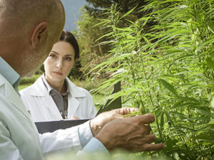 Healthy Roots Hemp Testing Hemp Field