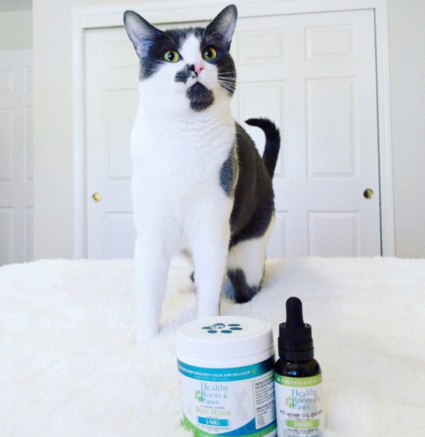 CBD for Cats
