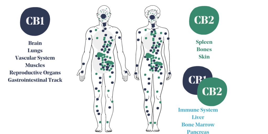 The endocannabinoid system and its receptors CB1 and CB2