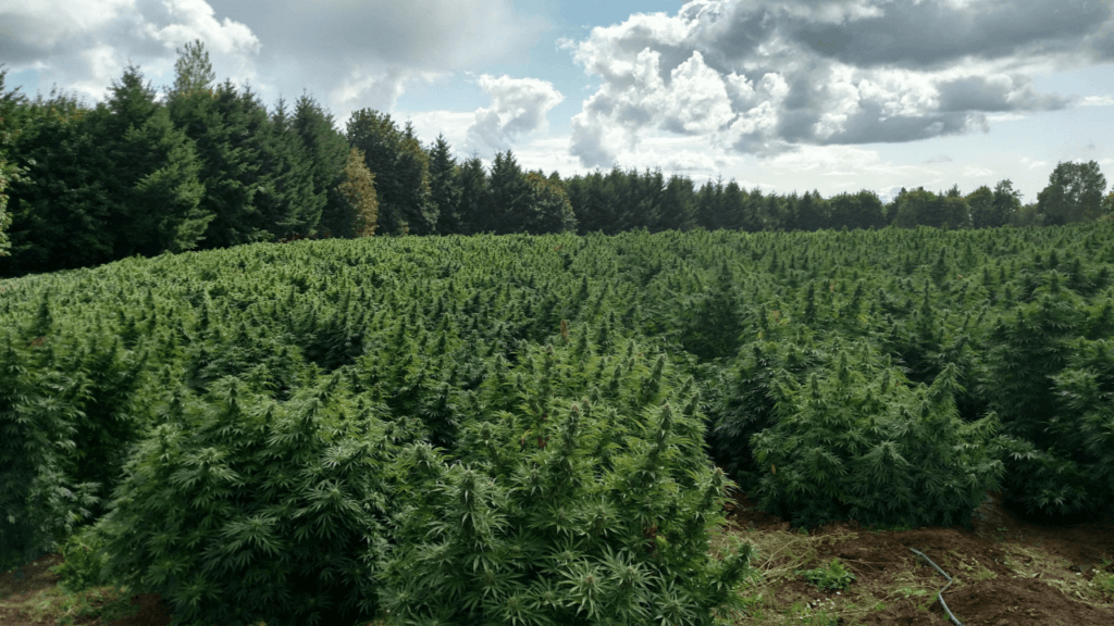 Healthy Roots Hemp Field For Full Spectrum CBD