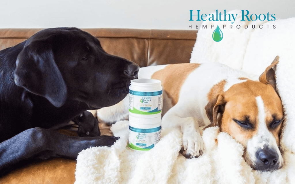 Dogs with Full Spectrum CBD Dog Chews