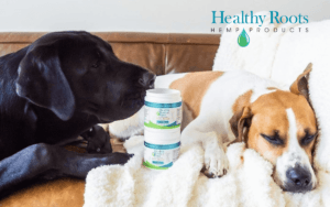 Puppies with Full Spectrum CBD Dog Chews What does CBD oil do for dgos