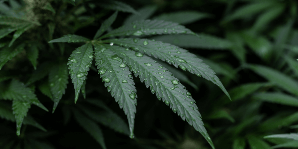 Cannabinoids from Cannabis Sativa Hemp Plant