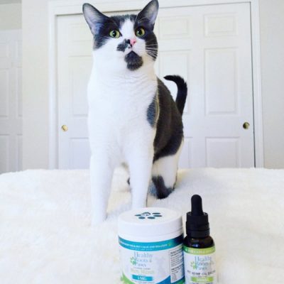 CBD for Cats