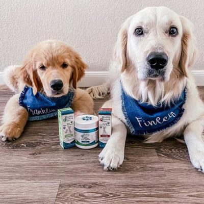 CBD for Dogs